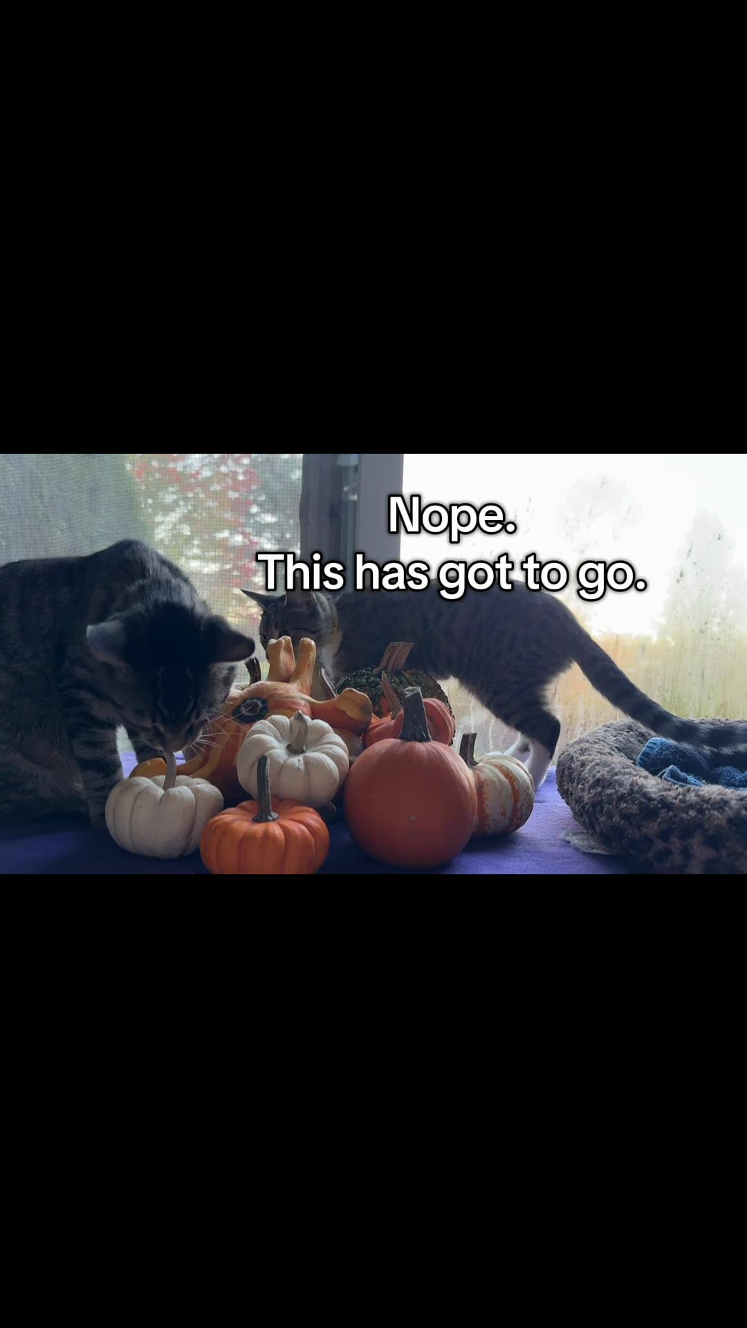 @North Toronto Cat Rescue