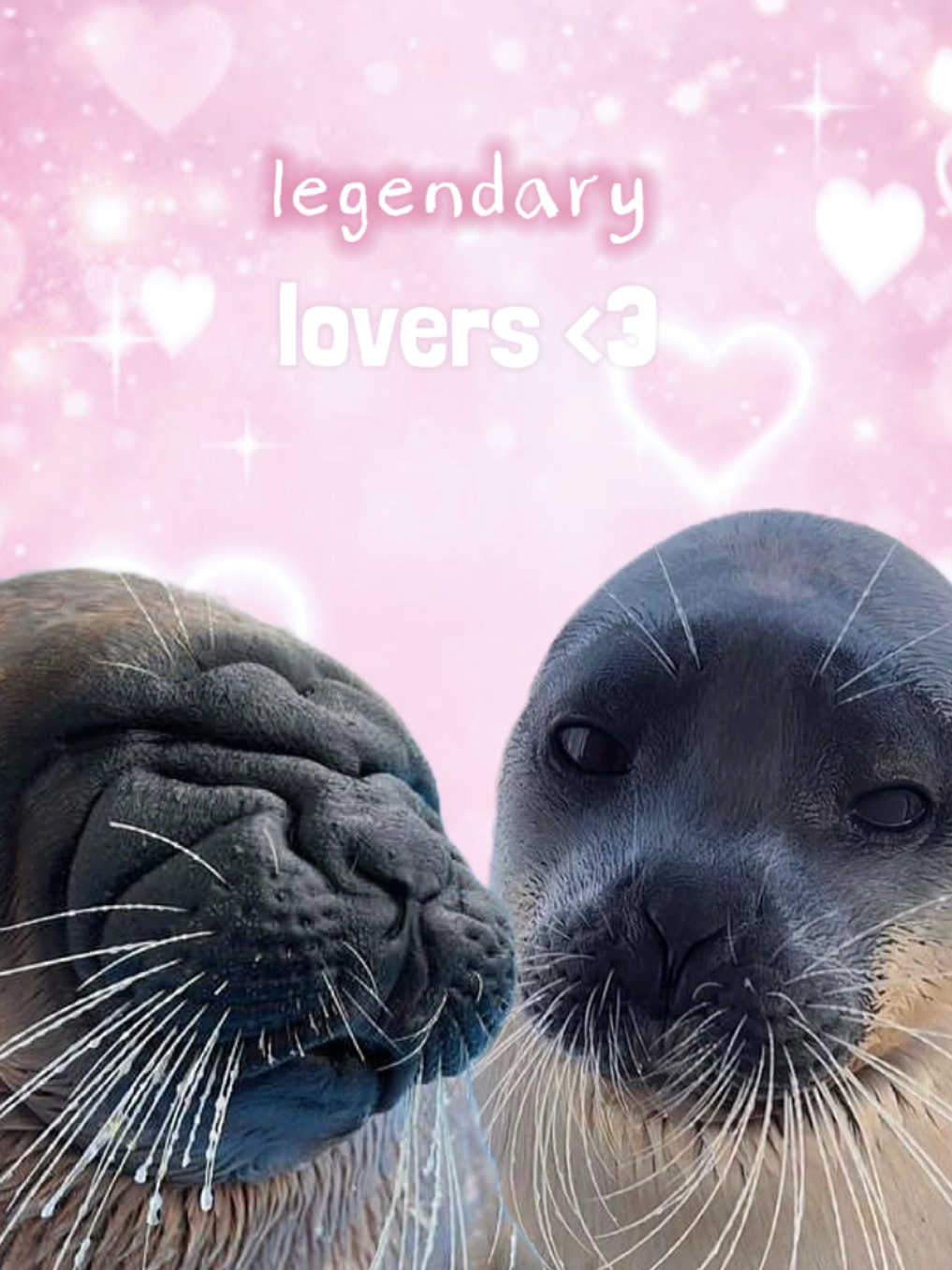 @🩷🎀 seal 🦭🩷