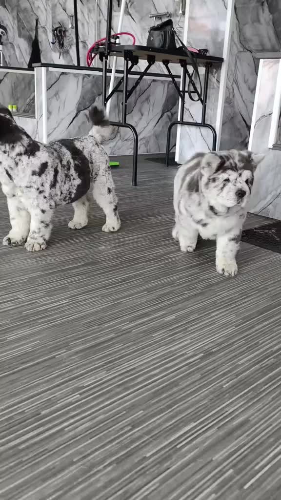 @Tank The Chow Chow
