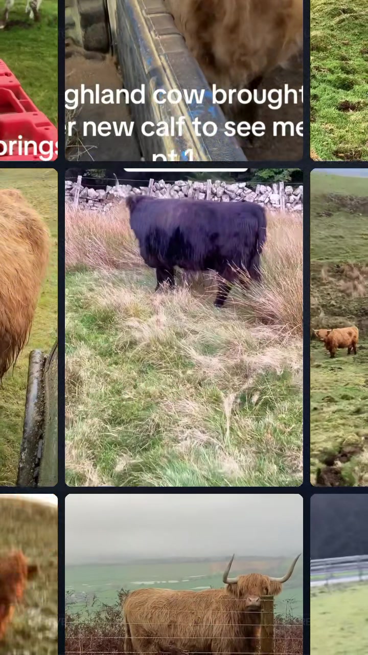 @Highland Coo Clan