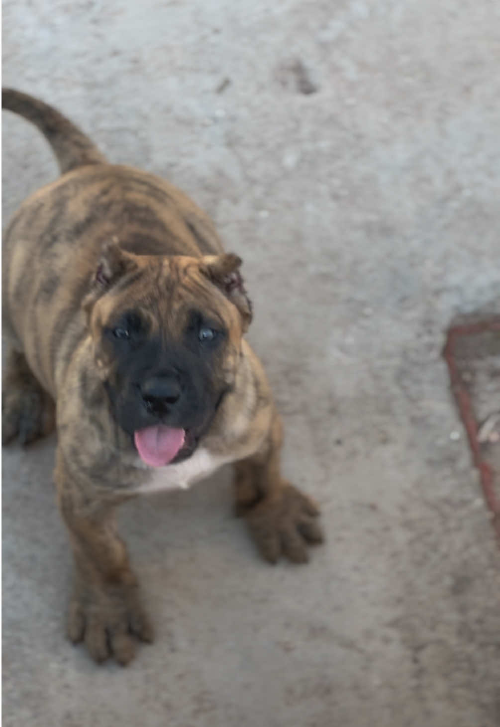 @Alberto Presa Canario Sanz