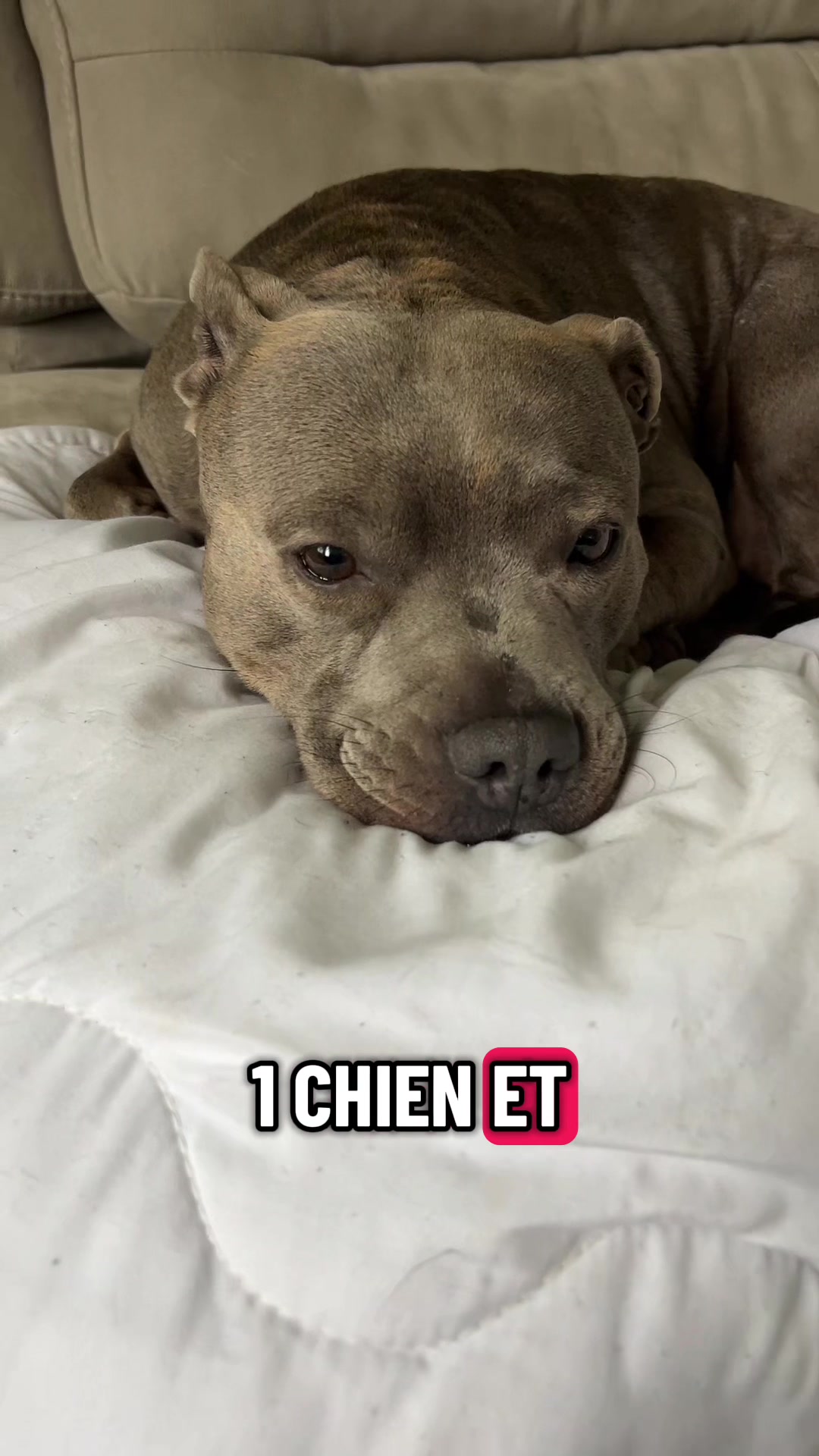 @rubylove_staffie94