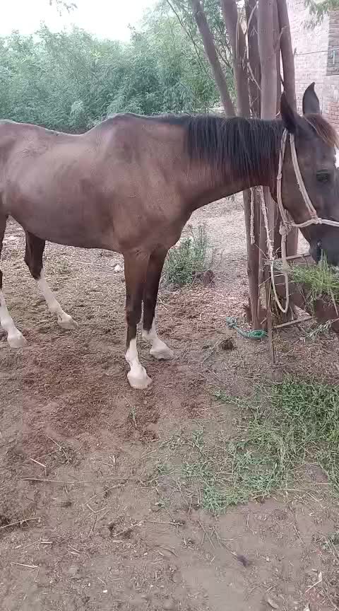 @Only Horse Video 🐴🐴