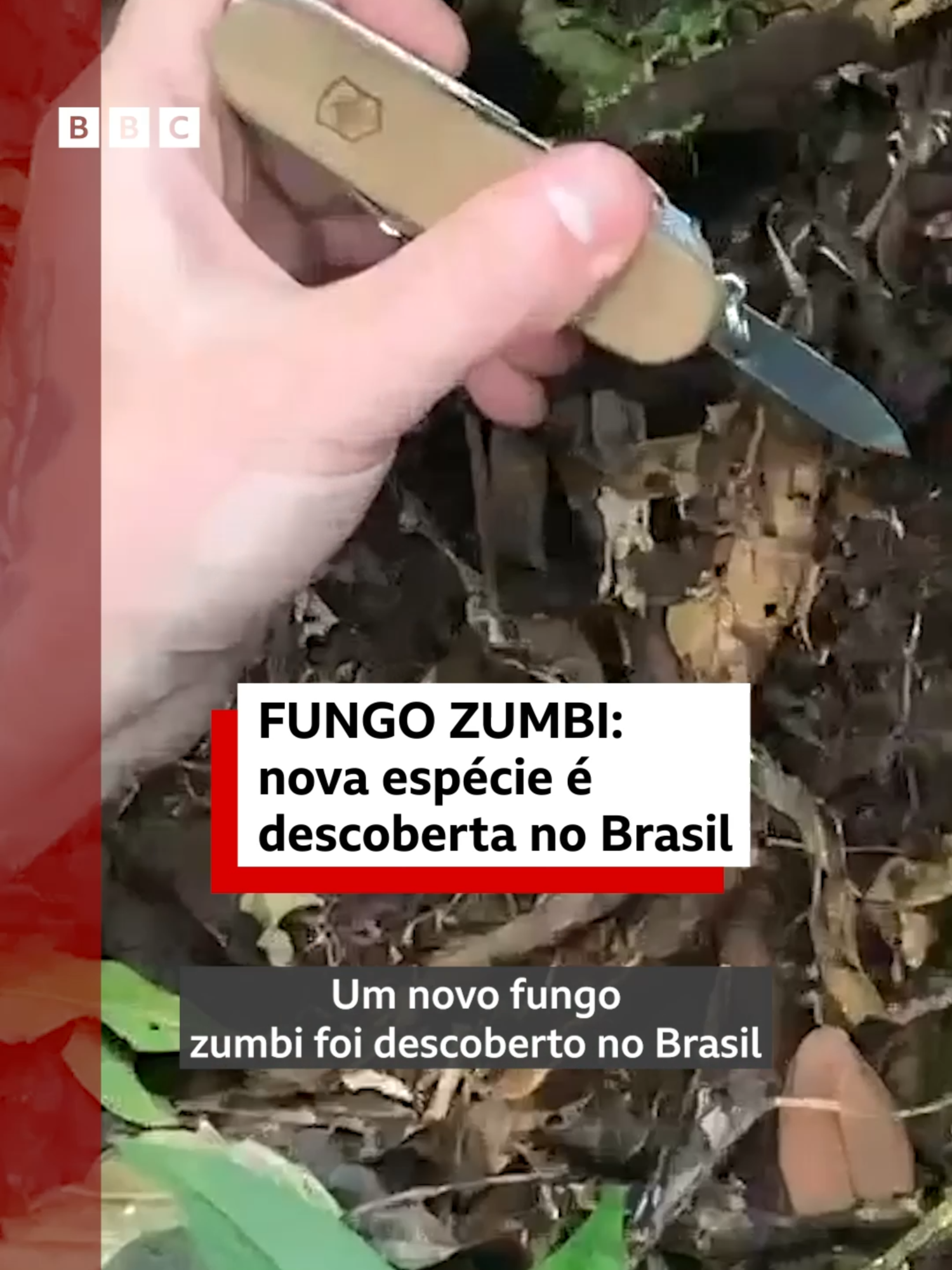 @BBC News Brasil