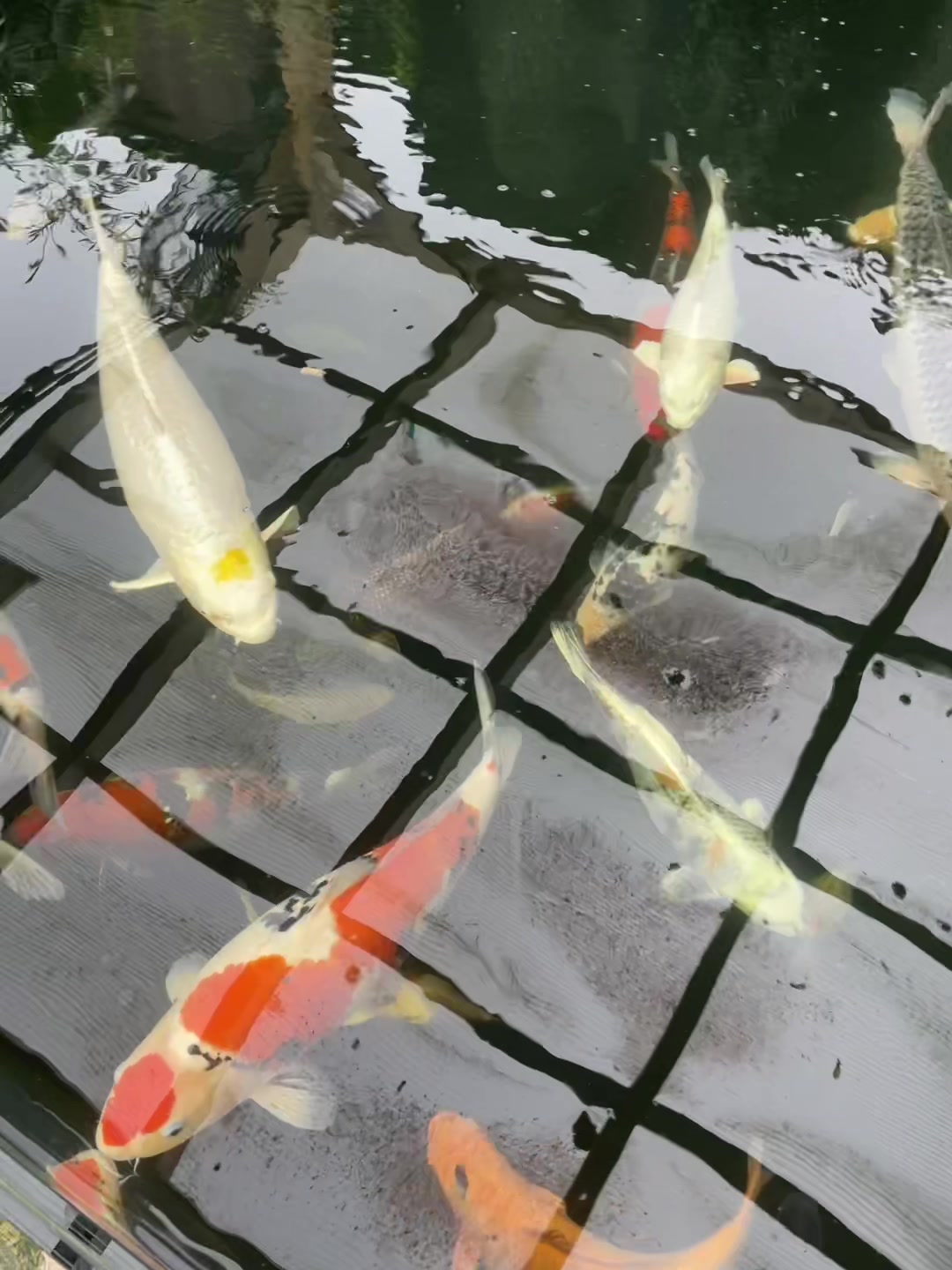 @Frankly Koi Real