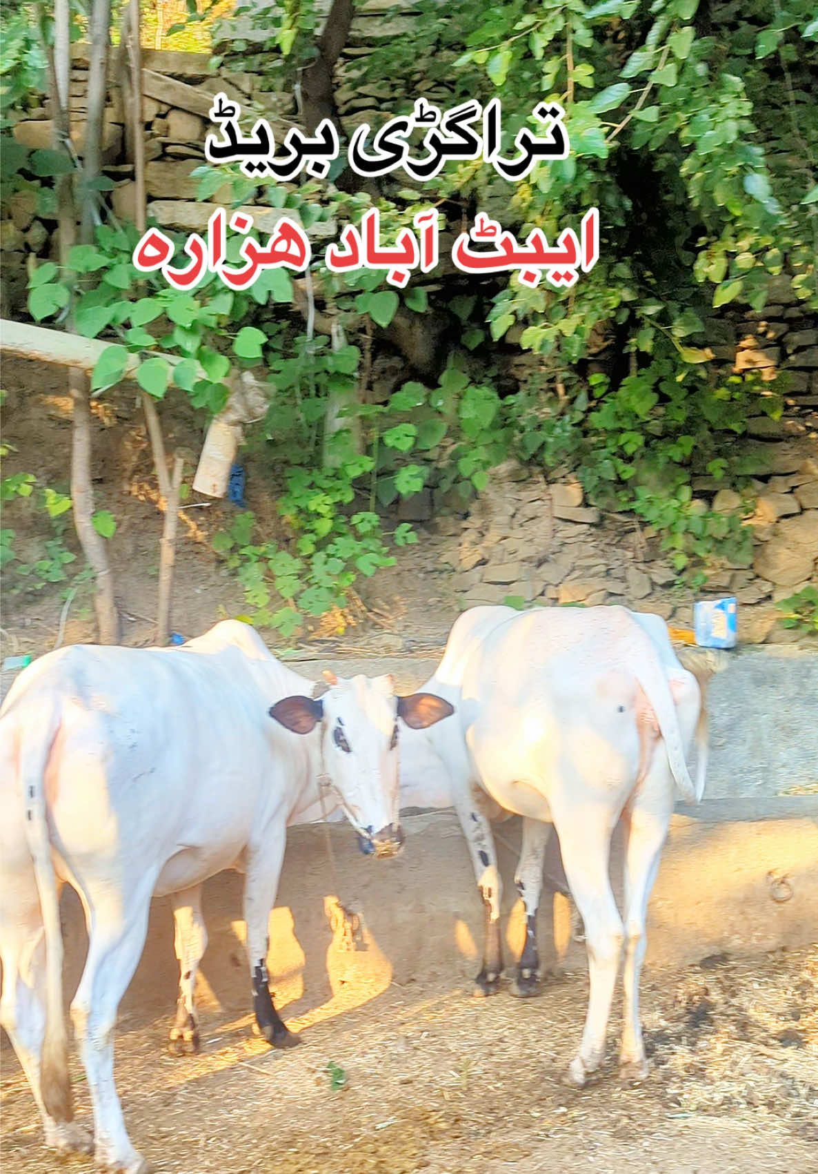 @محمد جنید (ایبٹ آباد)
