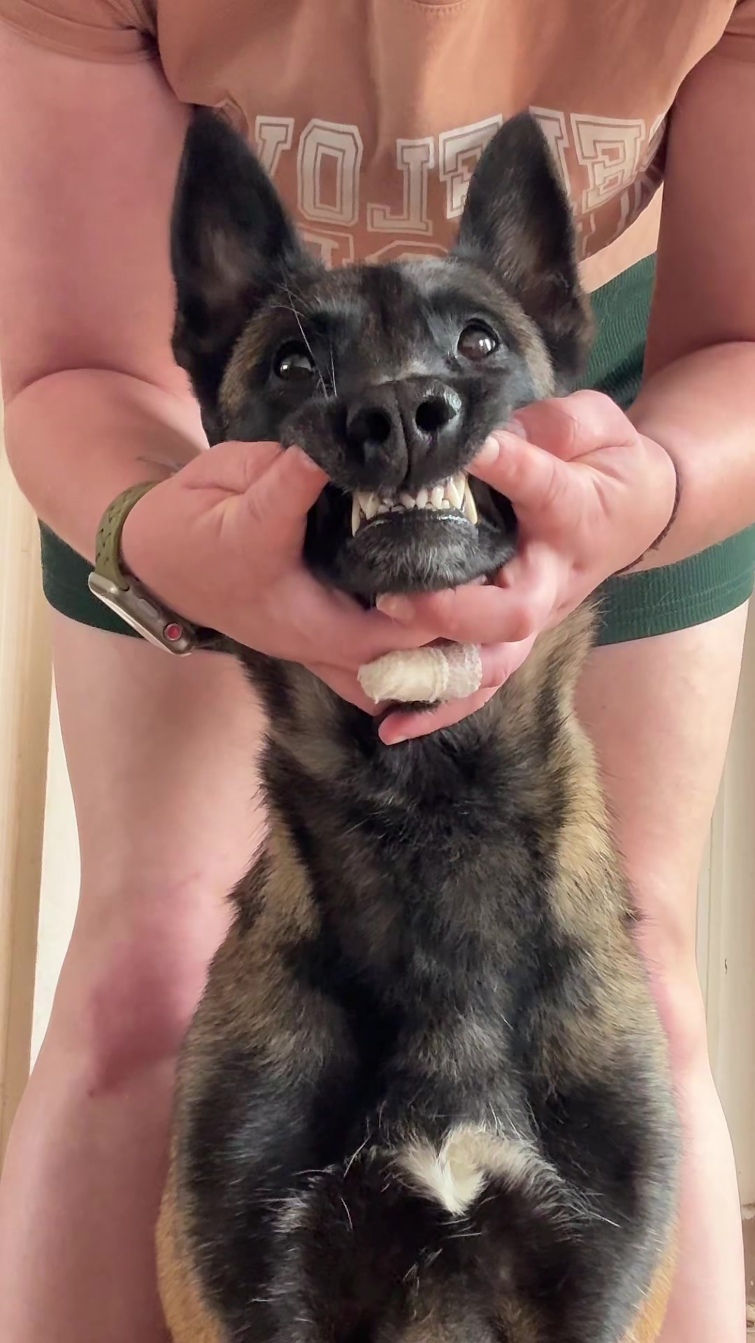 @Otha Malinois