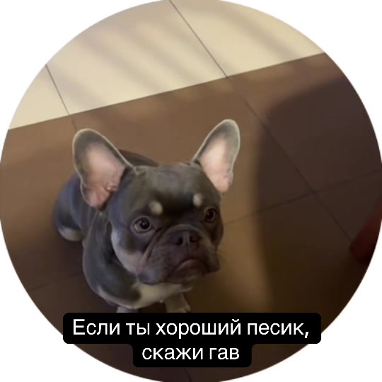 @ТГК: Бульдожкин Дом