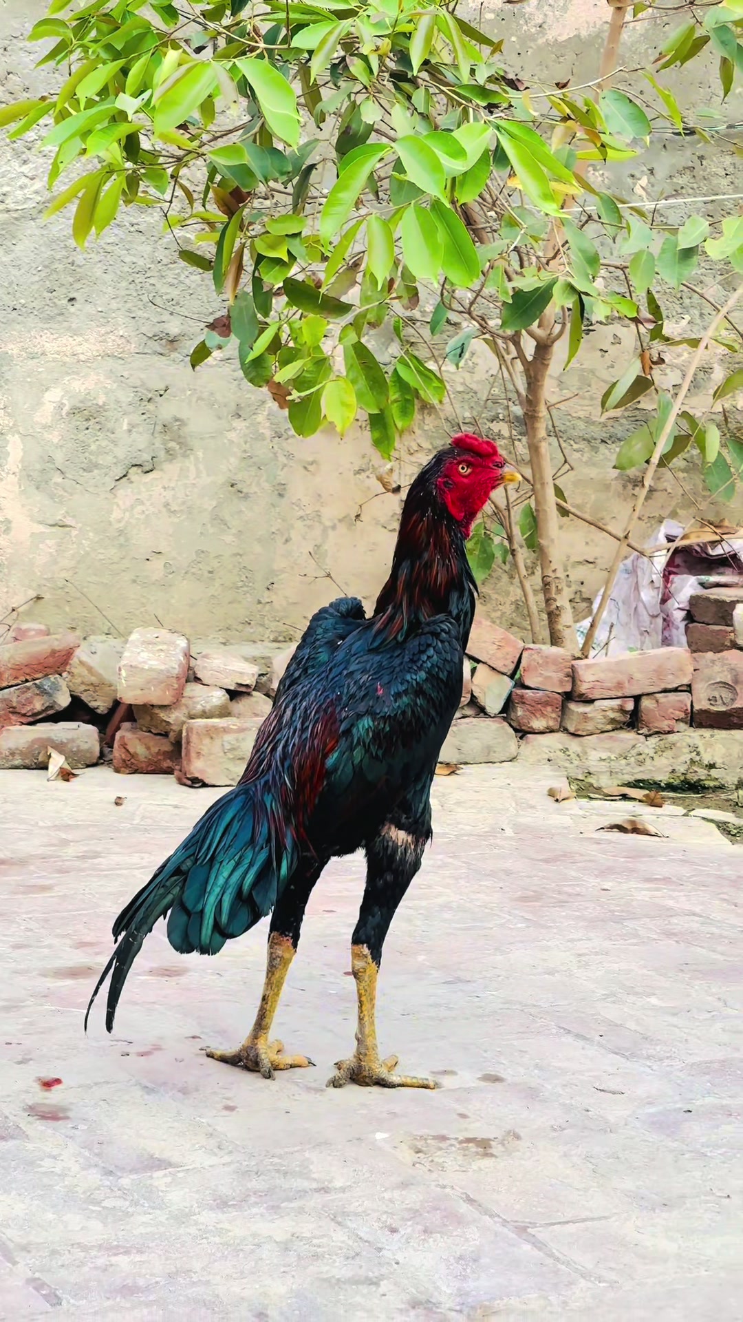 @🇹🇷الیاس بھٹی🇵🇰