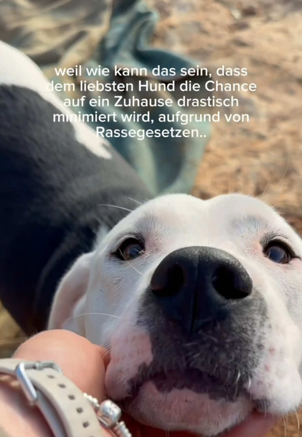@arcadogsandayleen