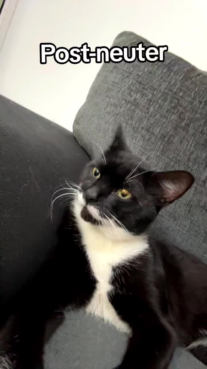 @Truffle the Tuxedo
