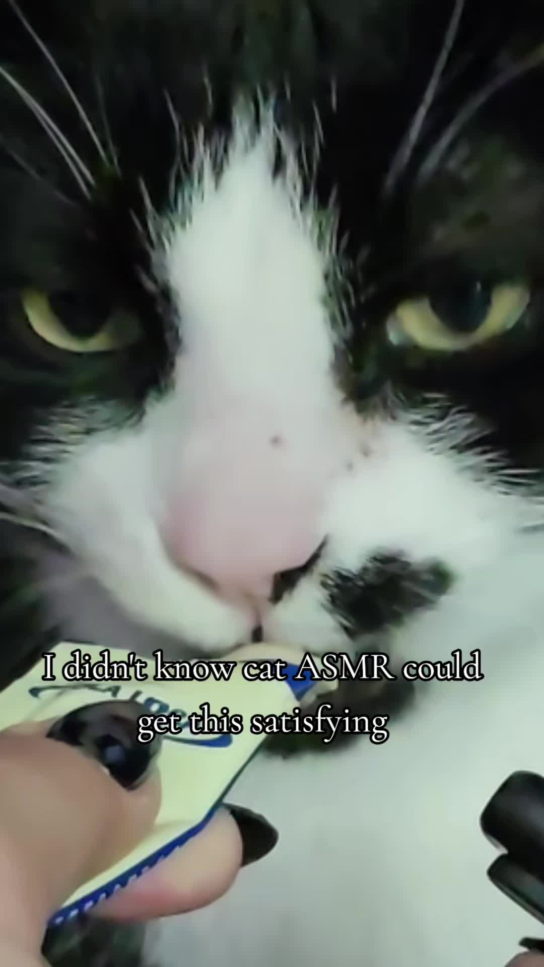 @𝓚𝓪𝓽 𝓦𝓱𝓮𝓮𝓵𝓮𝓻🐈&zwj;⬛