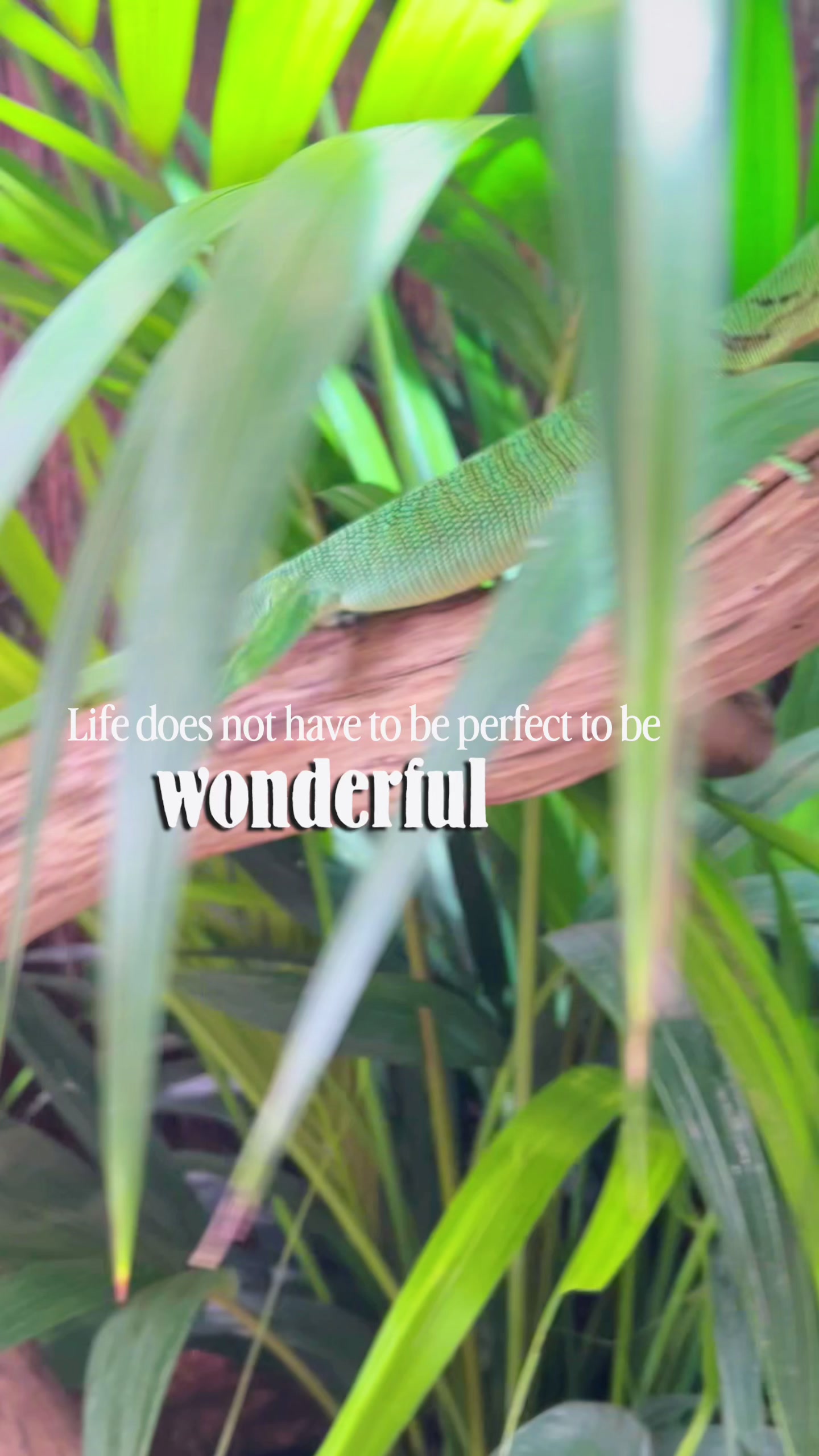 @reptilbewusst