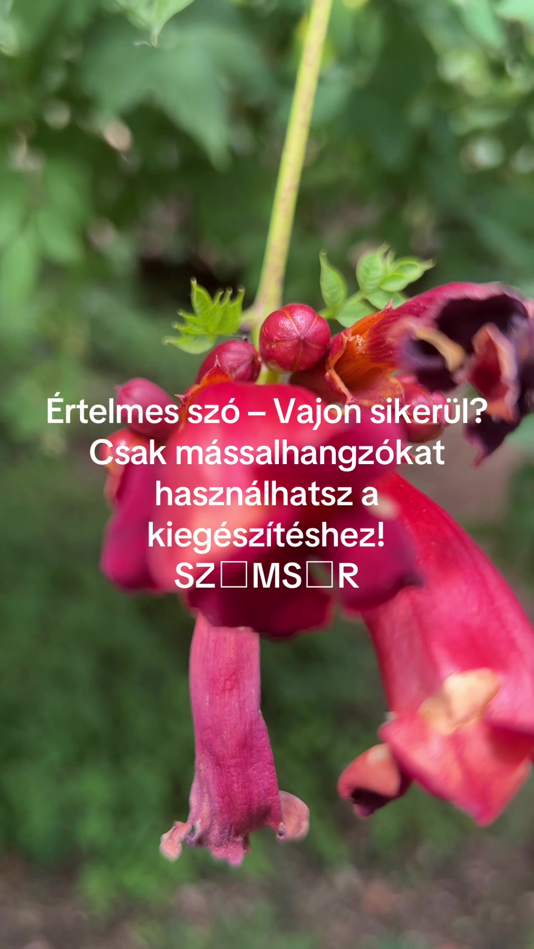 @Bizso, játssz velem naponta