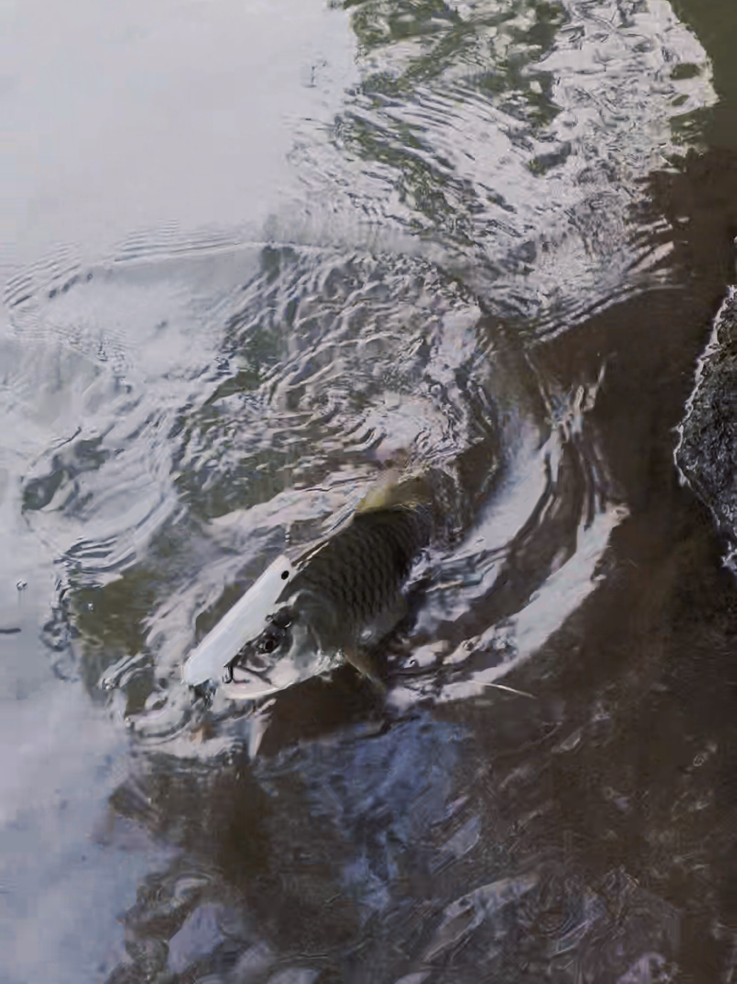 @gustavxfishing