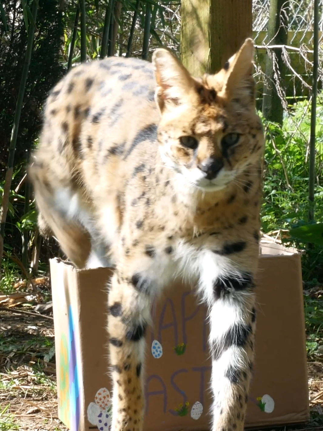 @Dartmoor Zoological Society