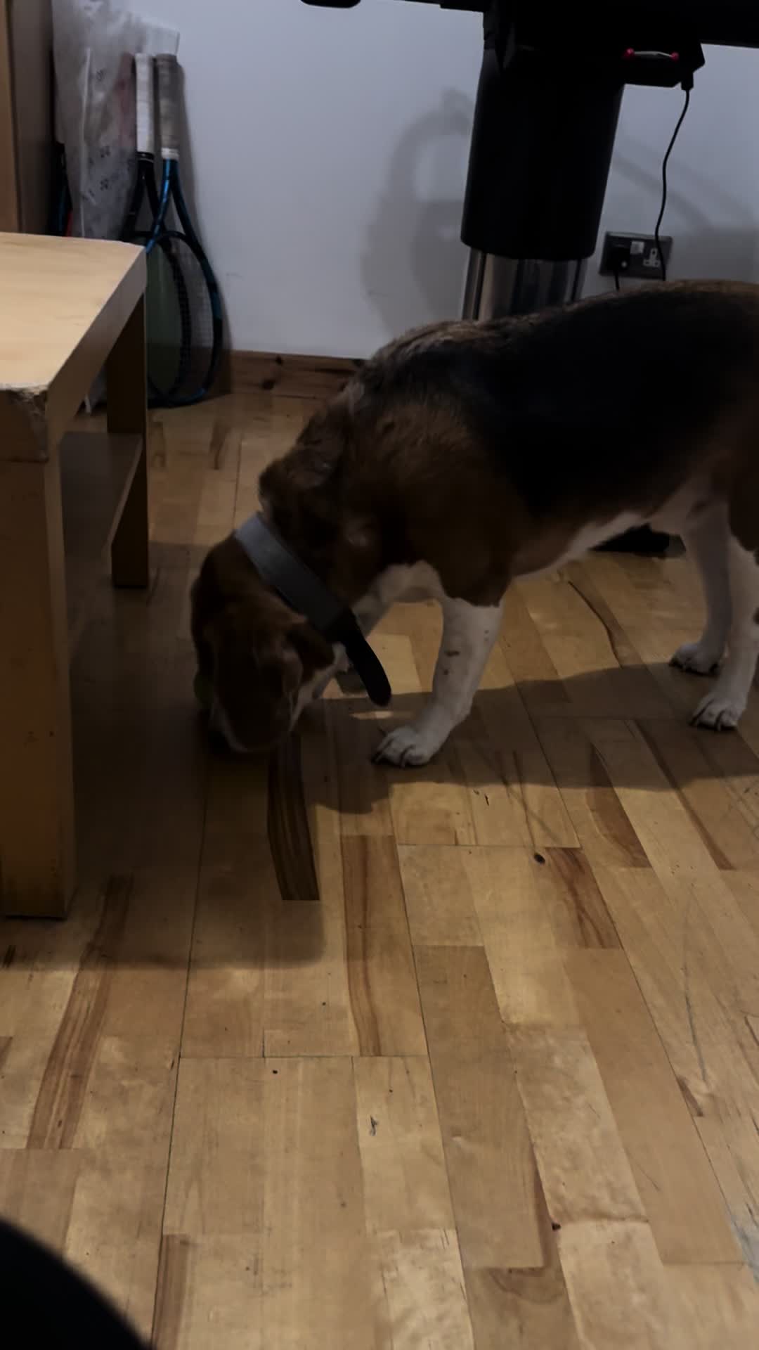 @Neo_The_Beagle