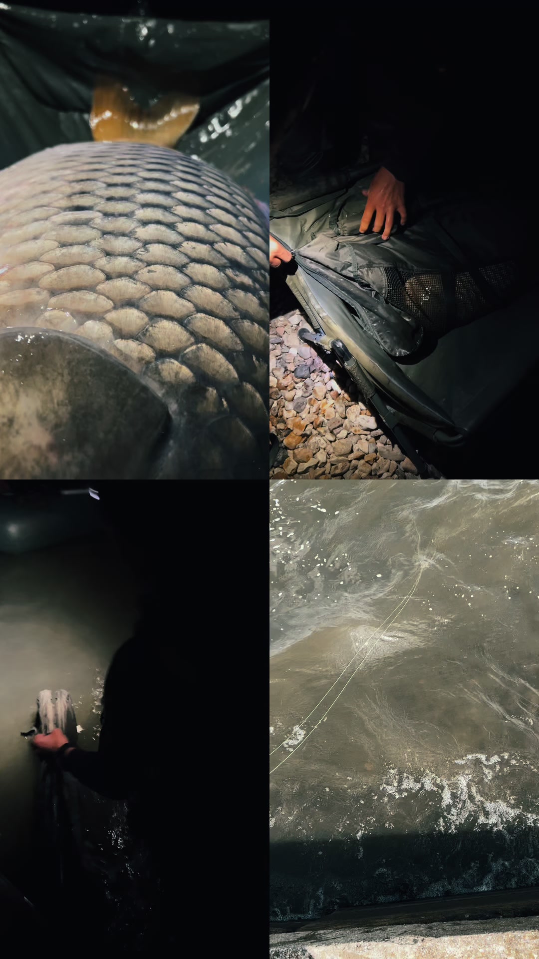 @BlizzCarp
