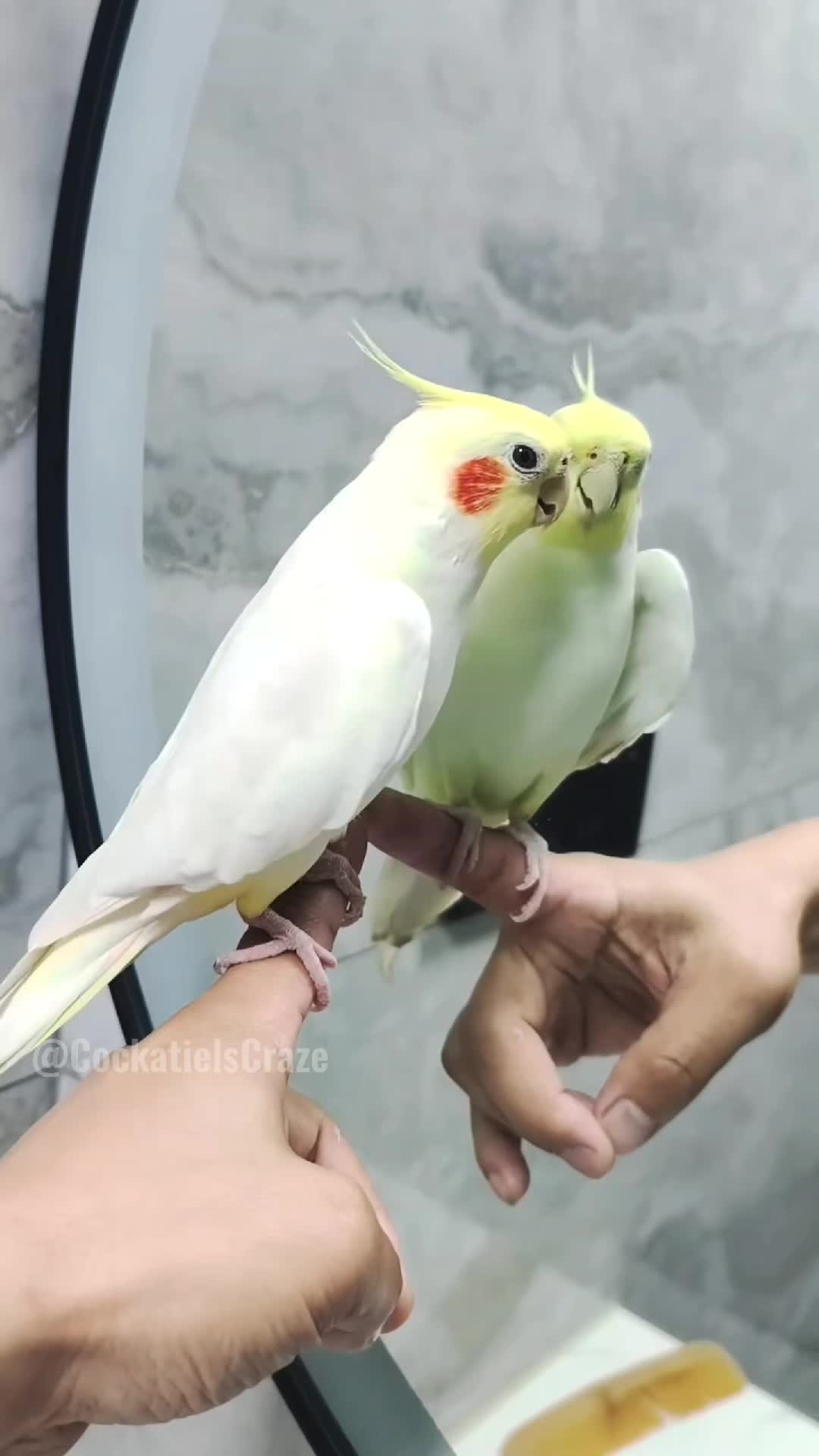 @Cockatiels Craze