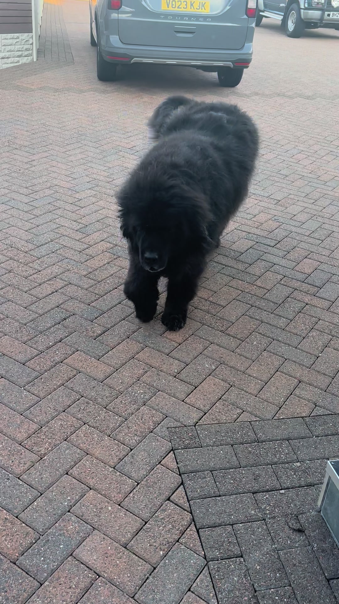 @Pablopoppypiperpoodle