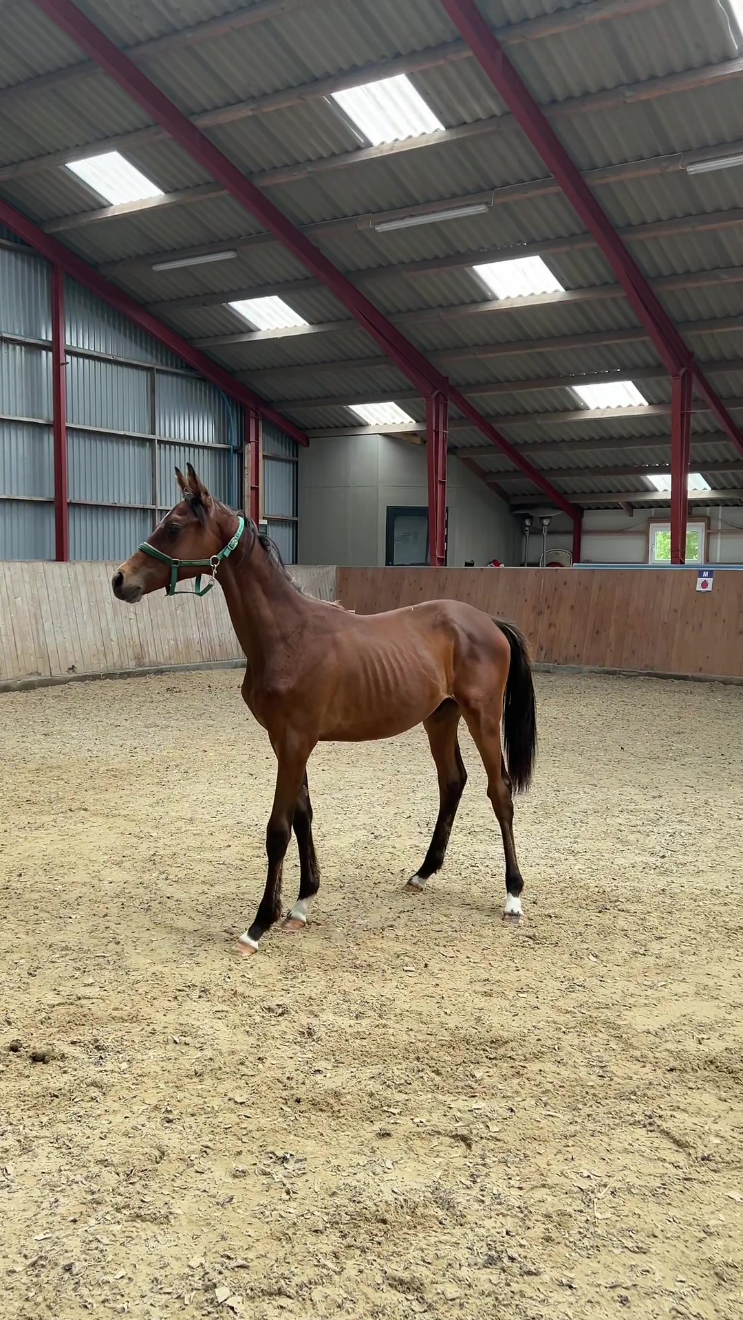 @rask_horses