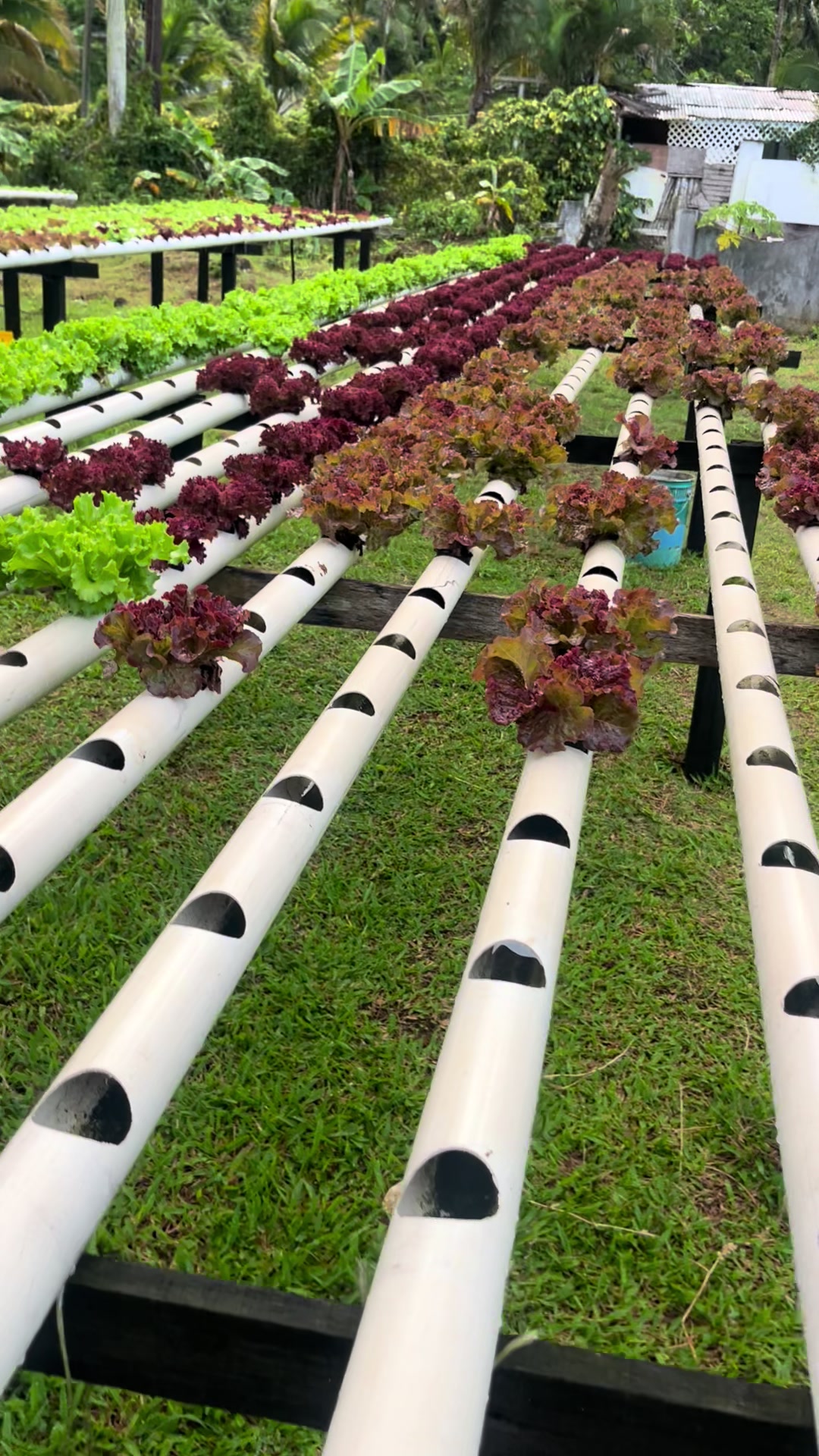 @Velaro Farm