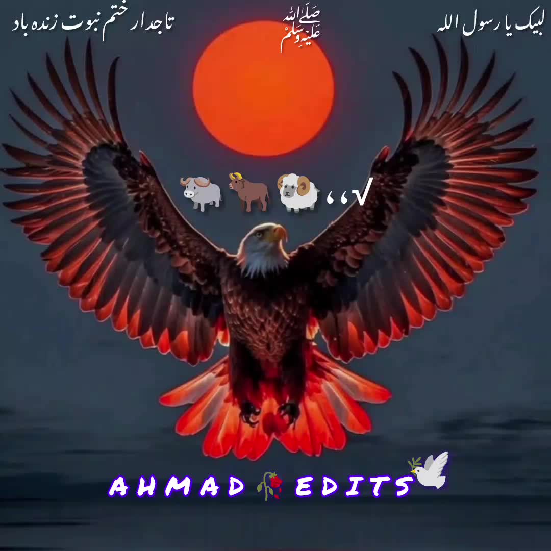 @Rizvi🌹shazaba 295