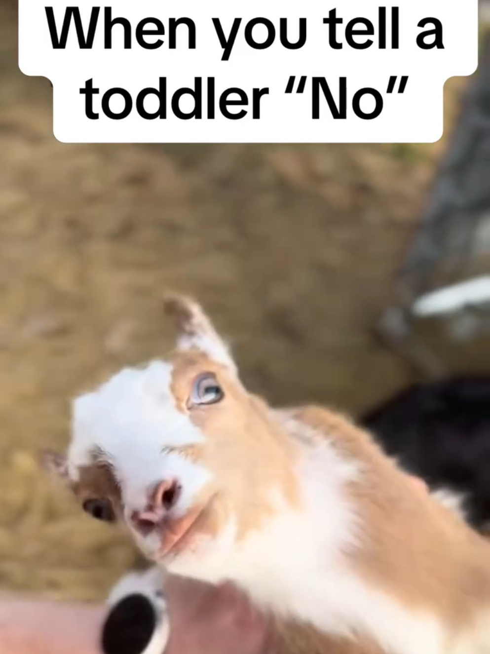 @FrankieD