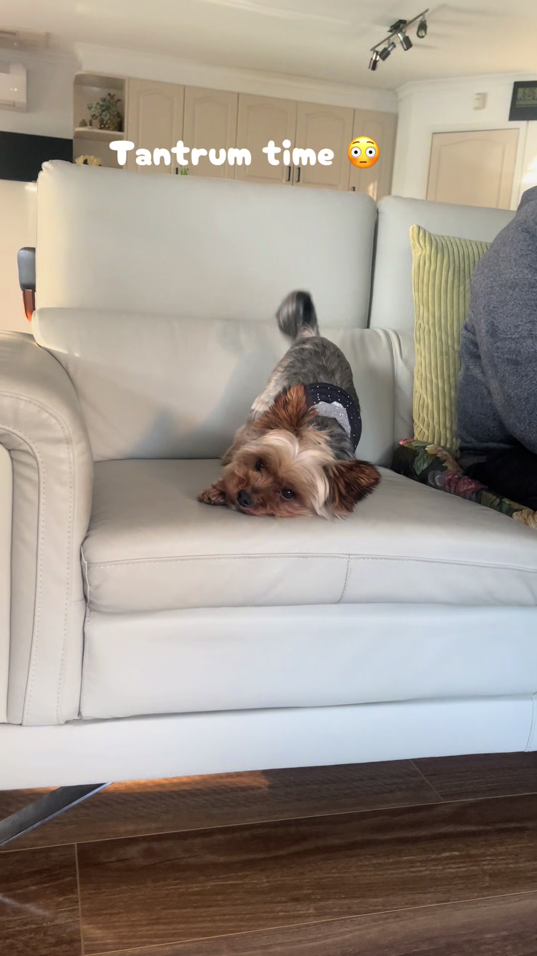 @Tinka the Yorkie