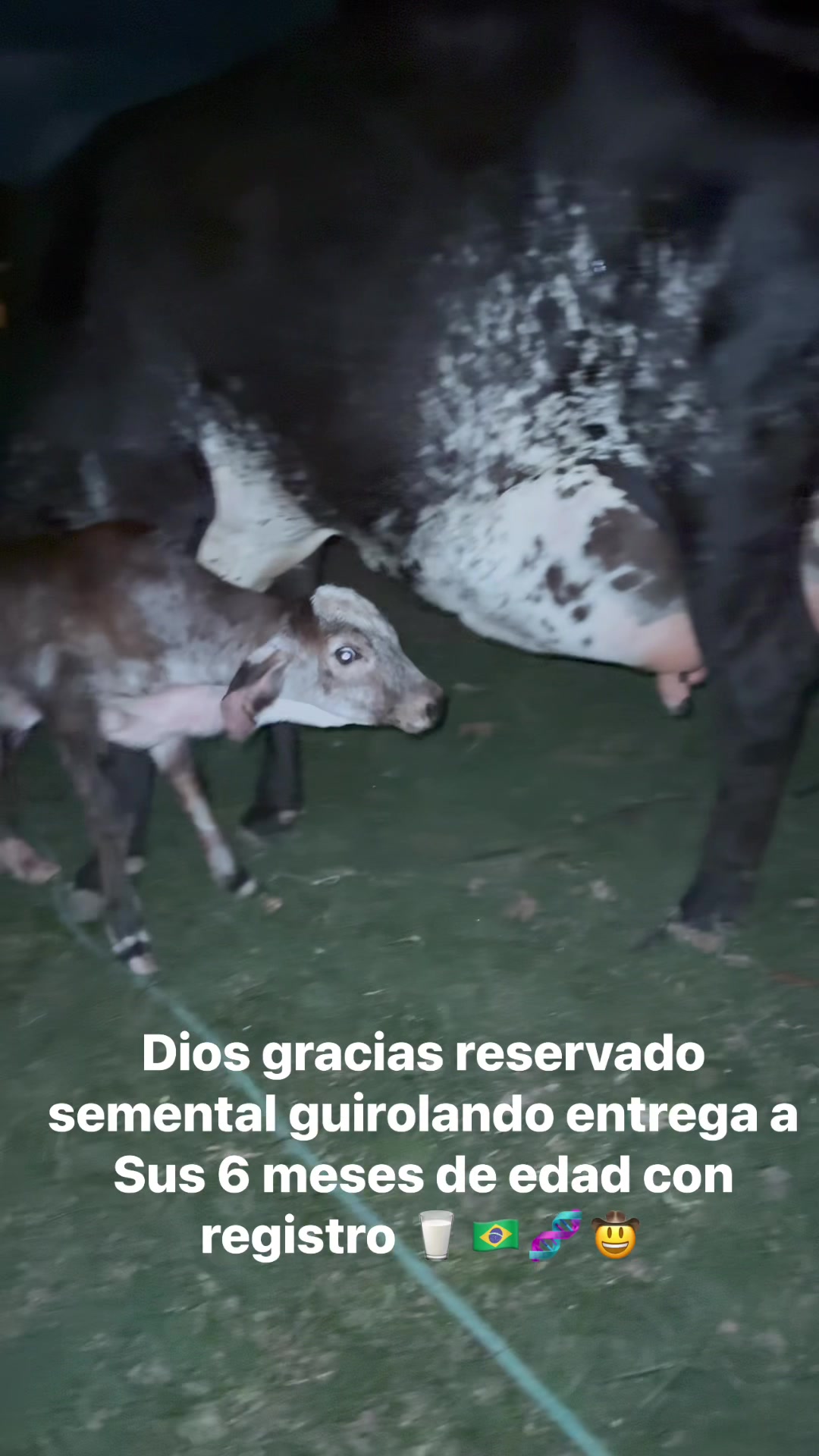 @CURURÚ