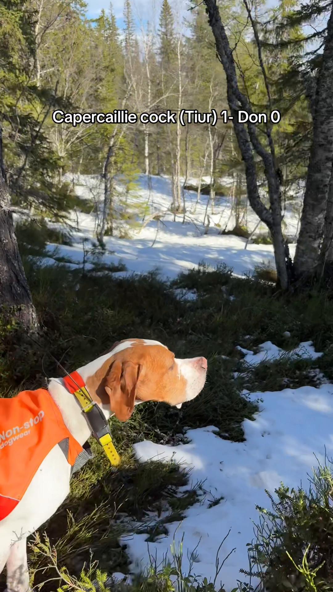 @Don the dog 🇳🇴