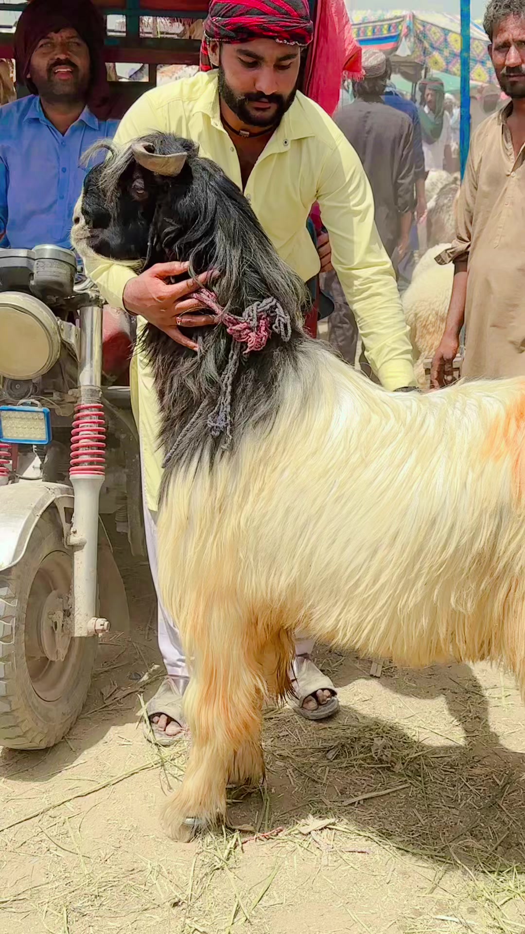 @Raza cattle farm 786