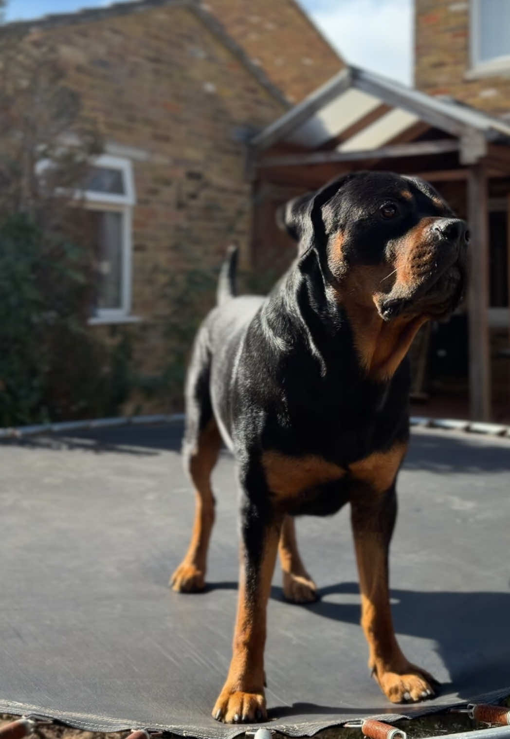 @Nyla Bo Rottweiler