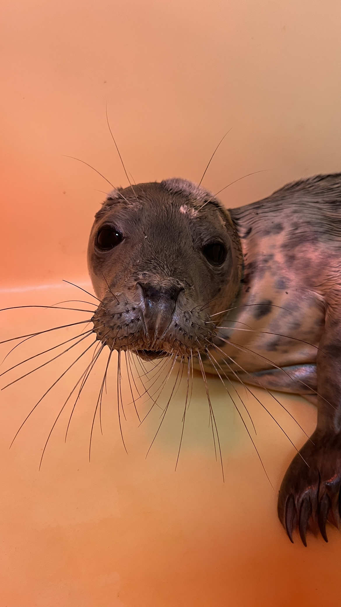 @Brogan 𓆝𓆟𓆞