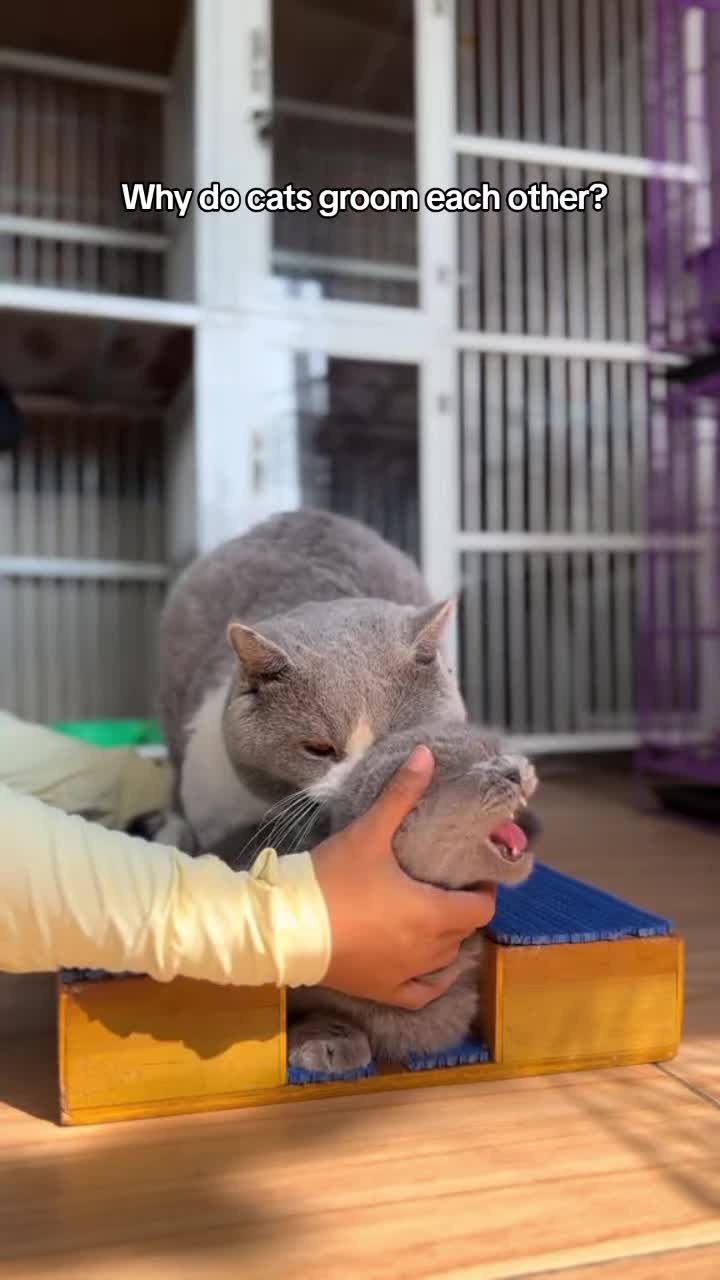 @Rescue Diaries 😻