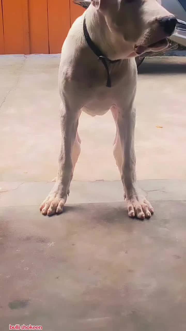@bullishokeen2