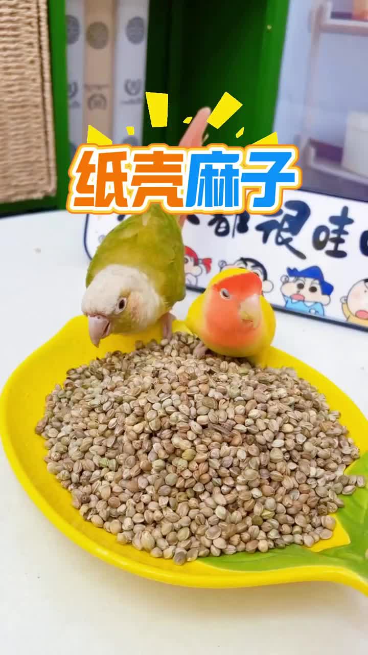 @chinabirds47