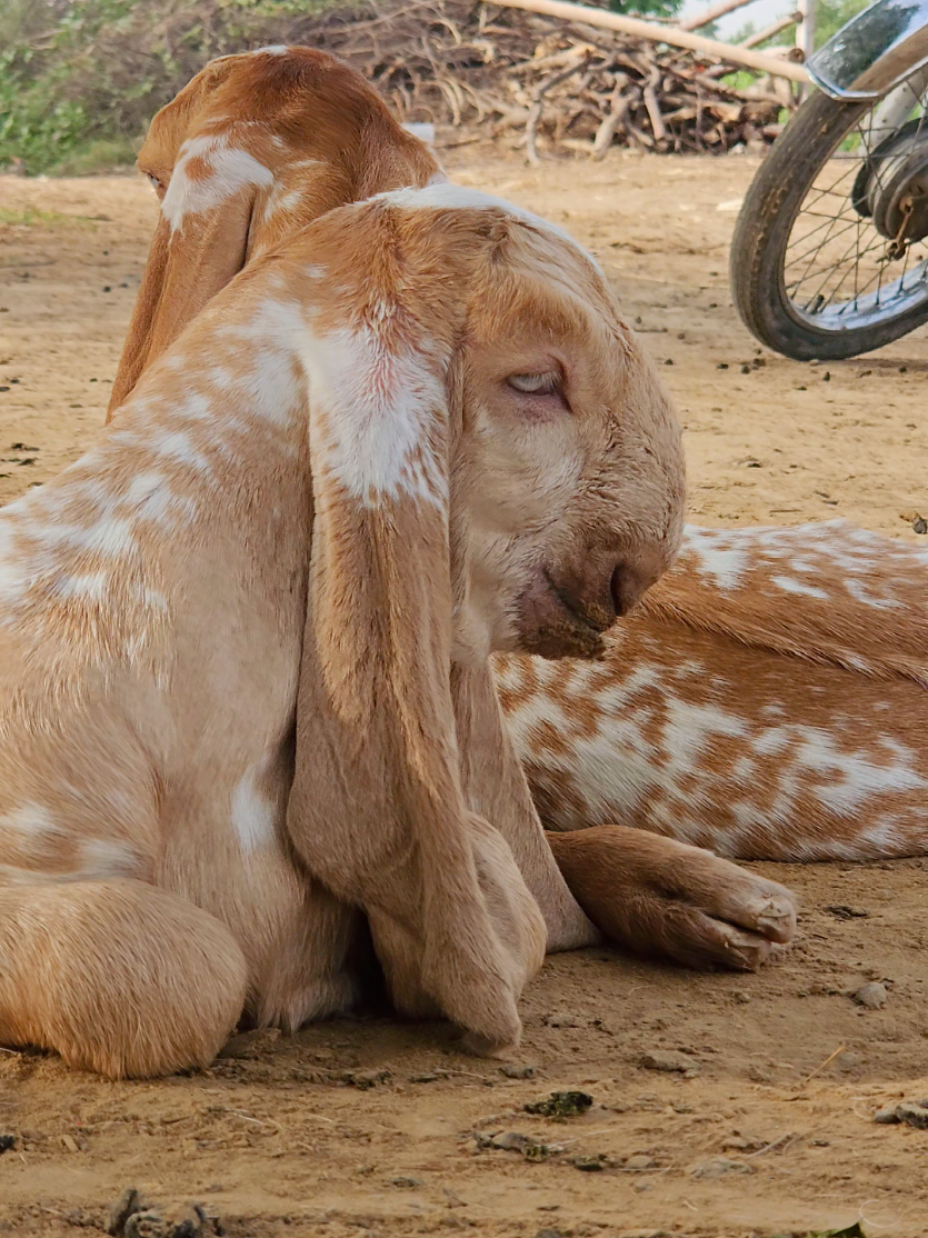 @《SIDHU}{GOAT}{FARM》