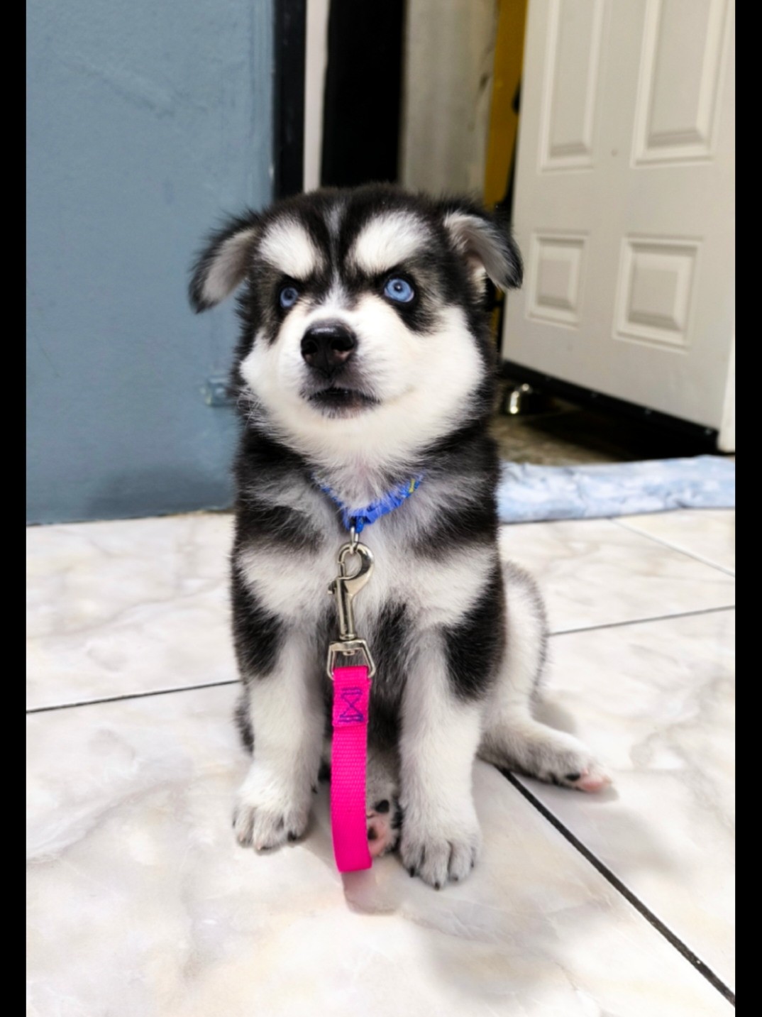 @cythehusky