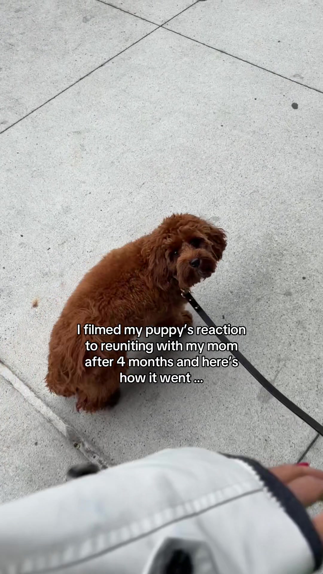 @Lilo The Cockapoo