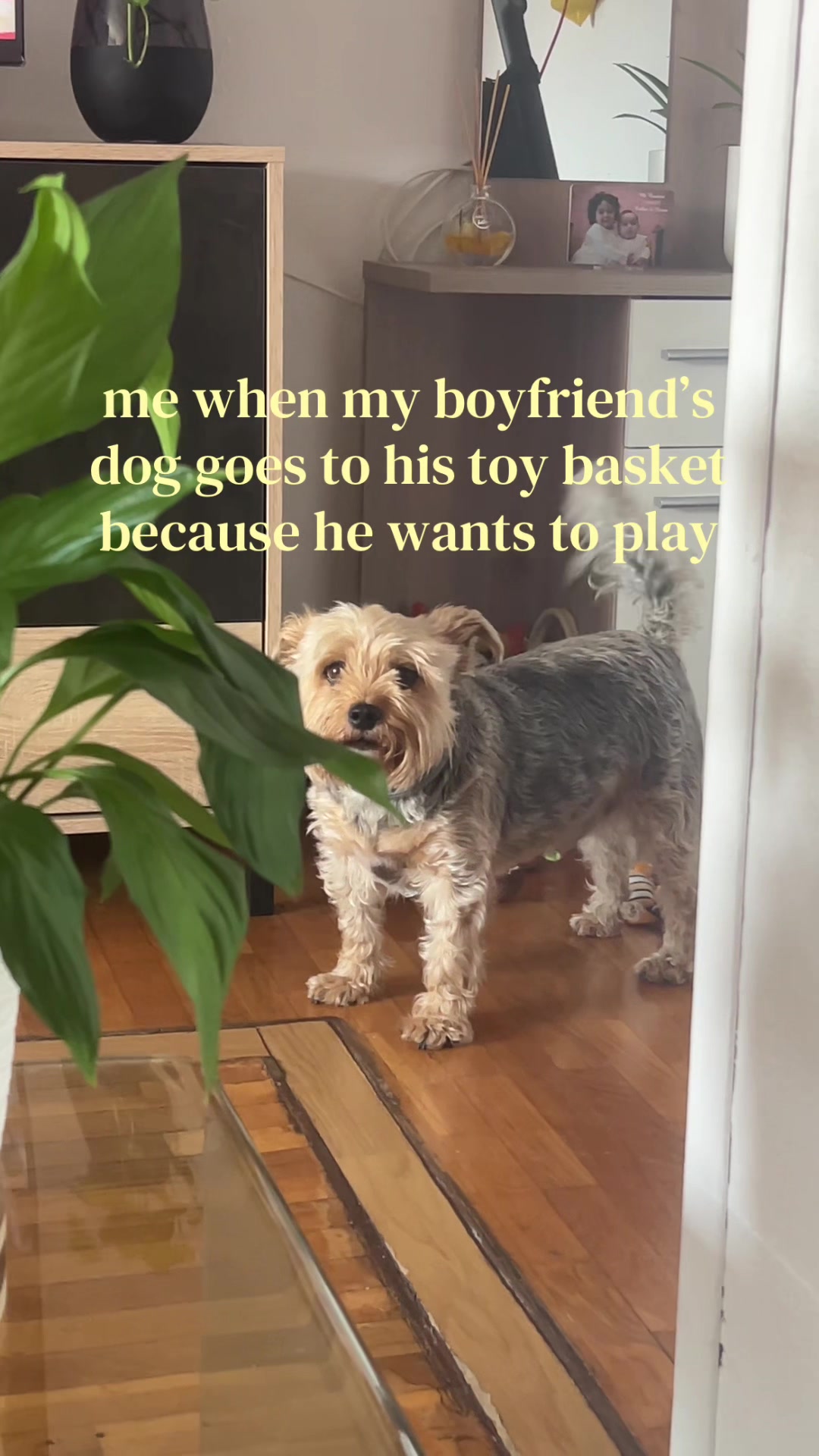 @thatgirlobsessedwithcats