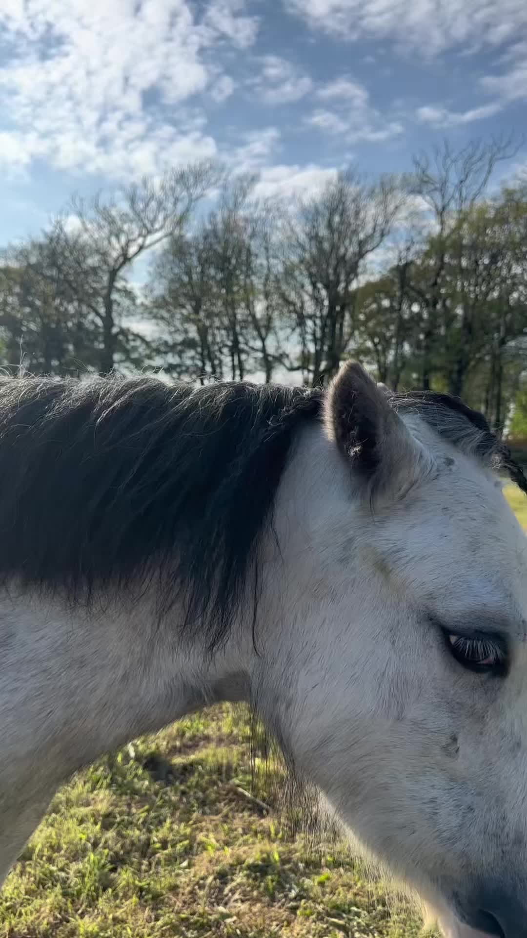 @amelia_showjumping2