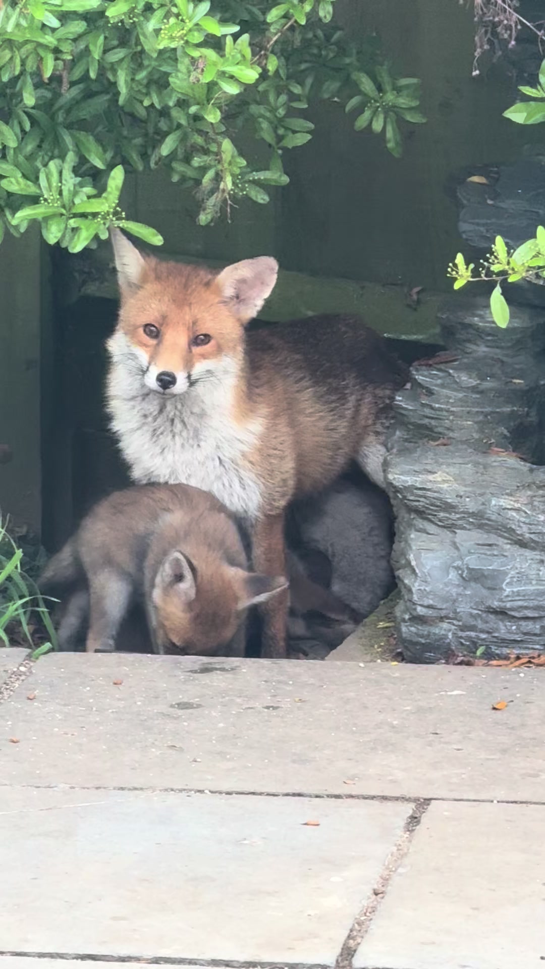 @gp_wildlife