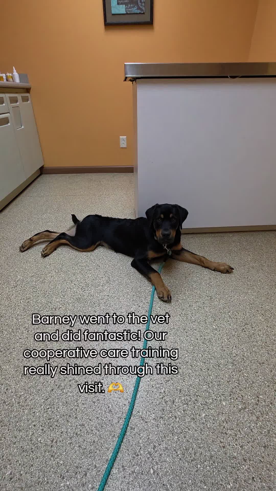 @Canine Wonders Training