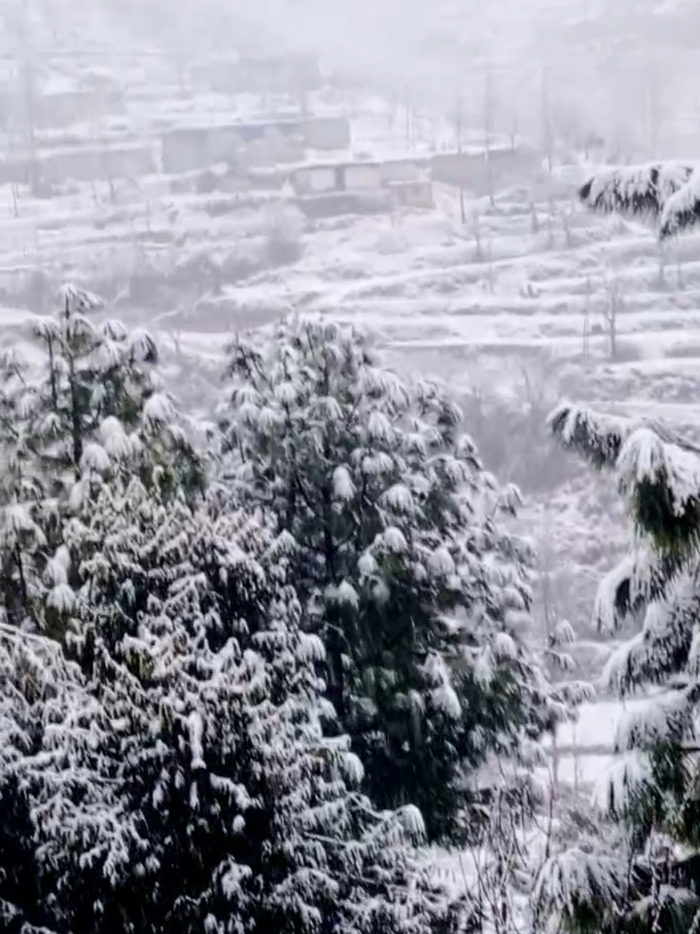 @🌲غر سنے 🌲