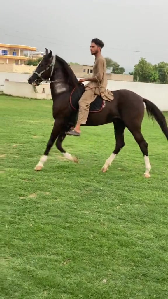 @Ch Hammad bokan ♥️🐎