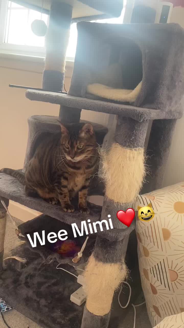 @Madeleine’s Moggies 😸