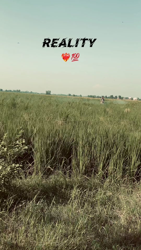 @🍁پنجاب_تے_پنجابی🍁