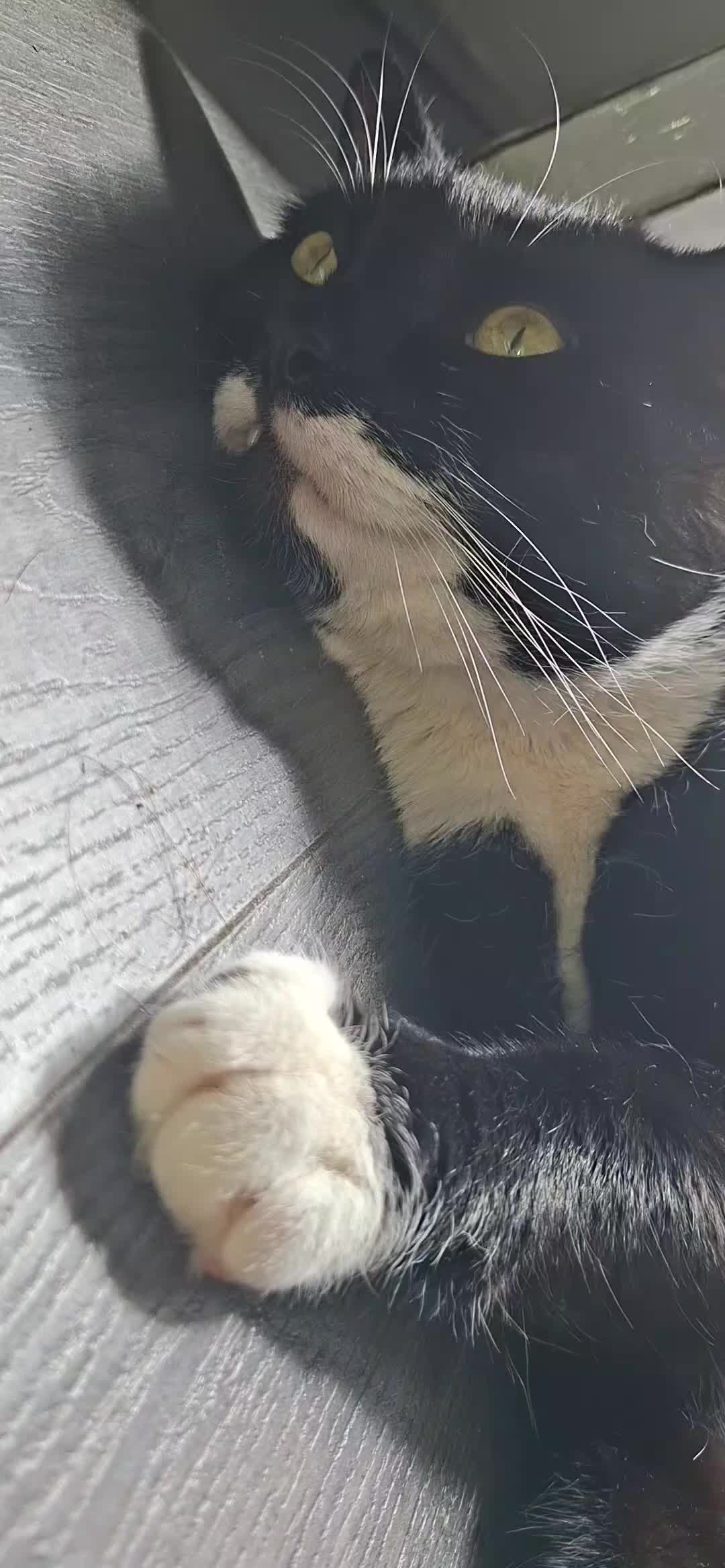 @Truffle the Tuxedo