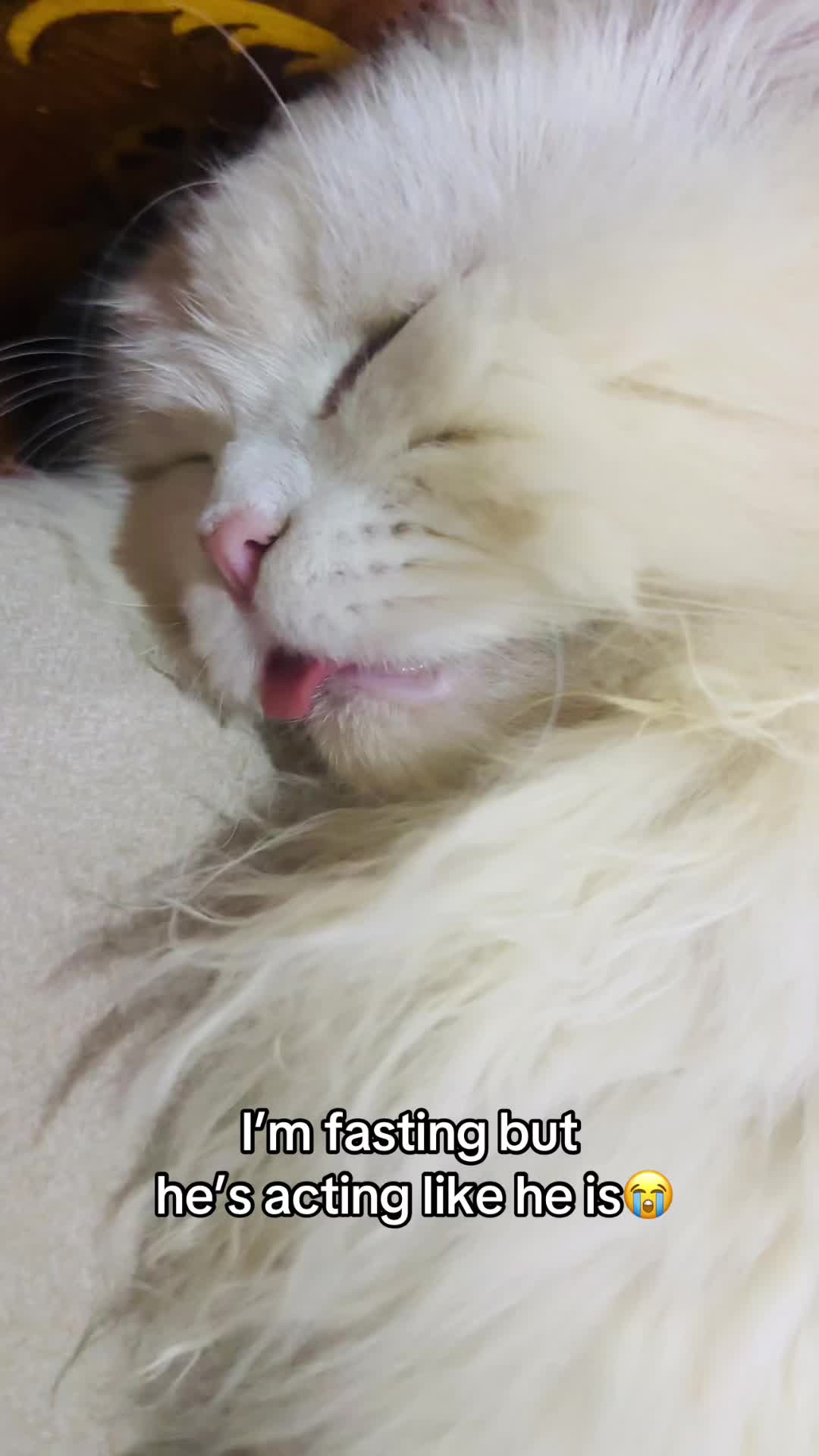 @_purrfecttpaws_